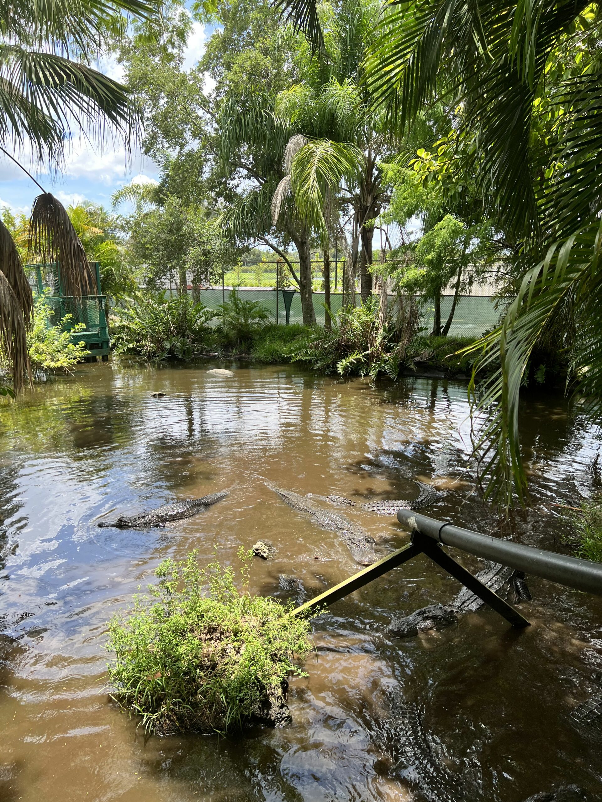 Alligators at the Shell Factory 