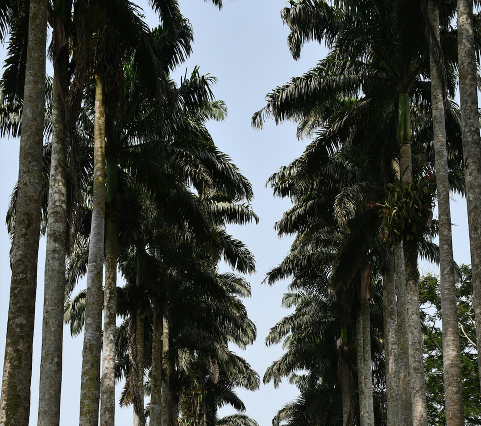 Aburi Botanical Gardens