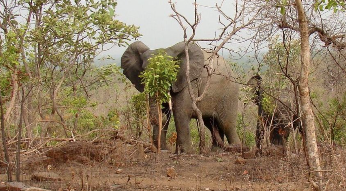 Elephants at the Mole National Park 