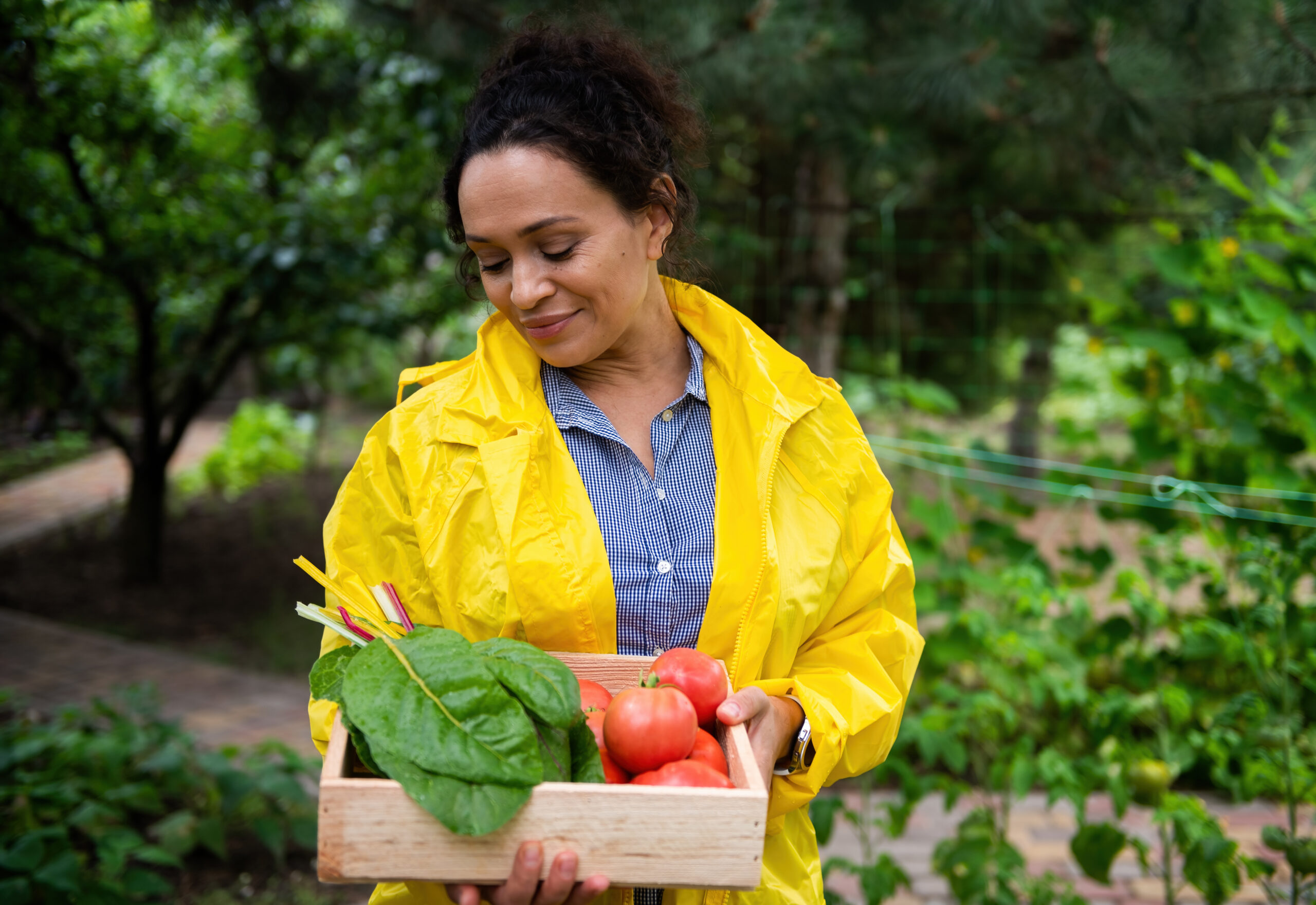 Pleasant Hispanic woman farmer agronomist holds wooden box of harvested organic swiss chard, ripe juicy tomatoes. Fresh herbs for sale at local farmers market. Vegetable delivery concept. Eco farming