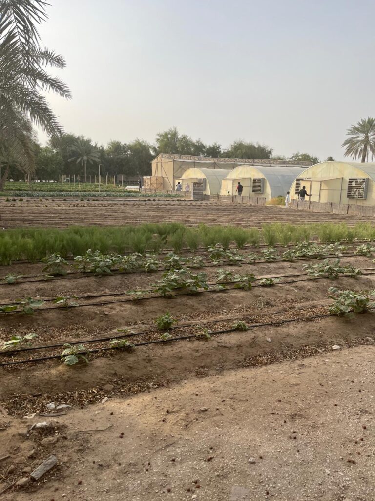 Heenat Salma Farm: Where Wellness Meets Nature in Qatar - Being ...