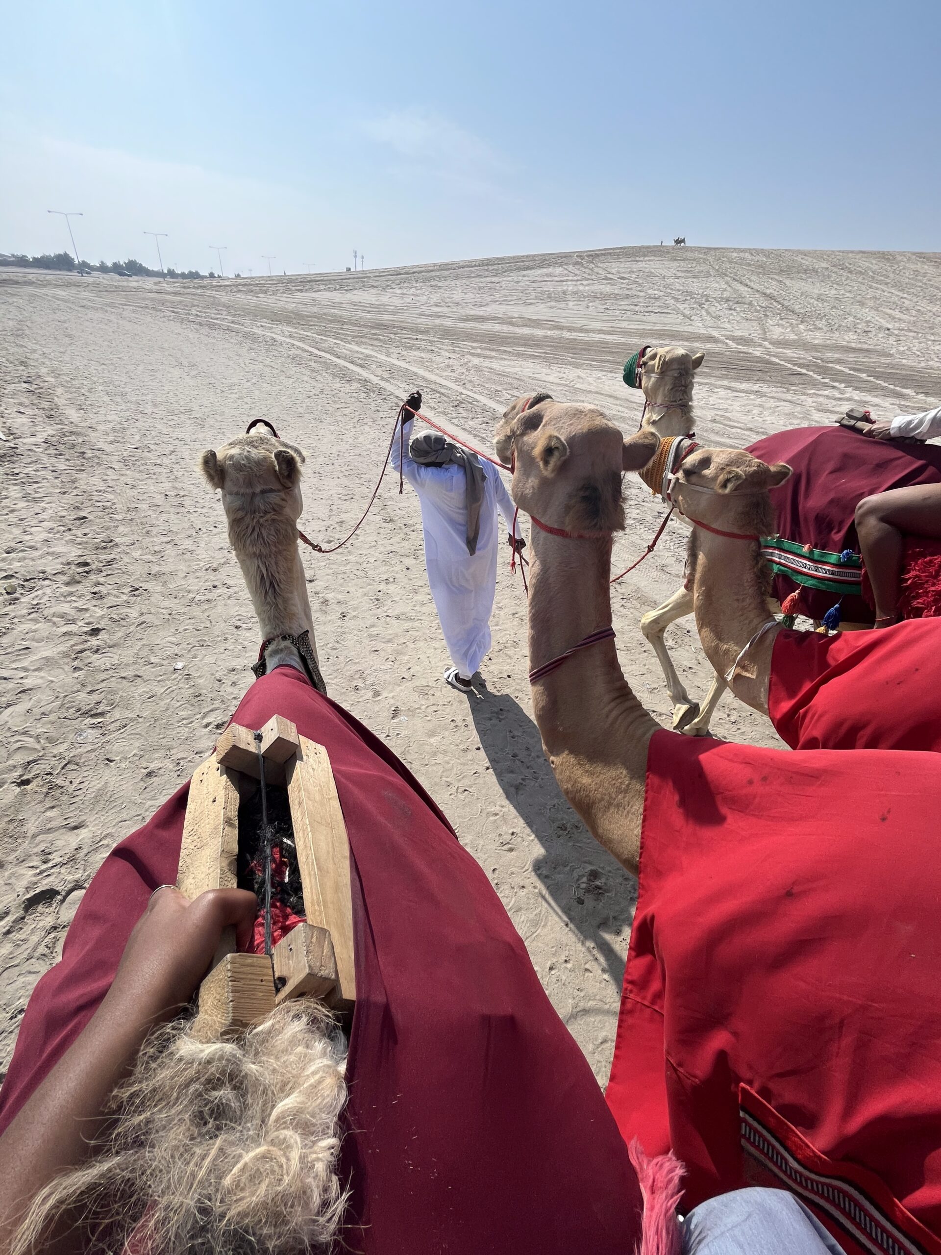 Camels