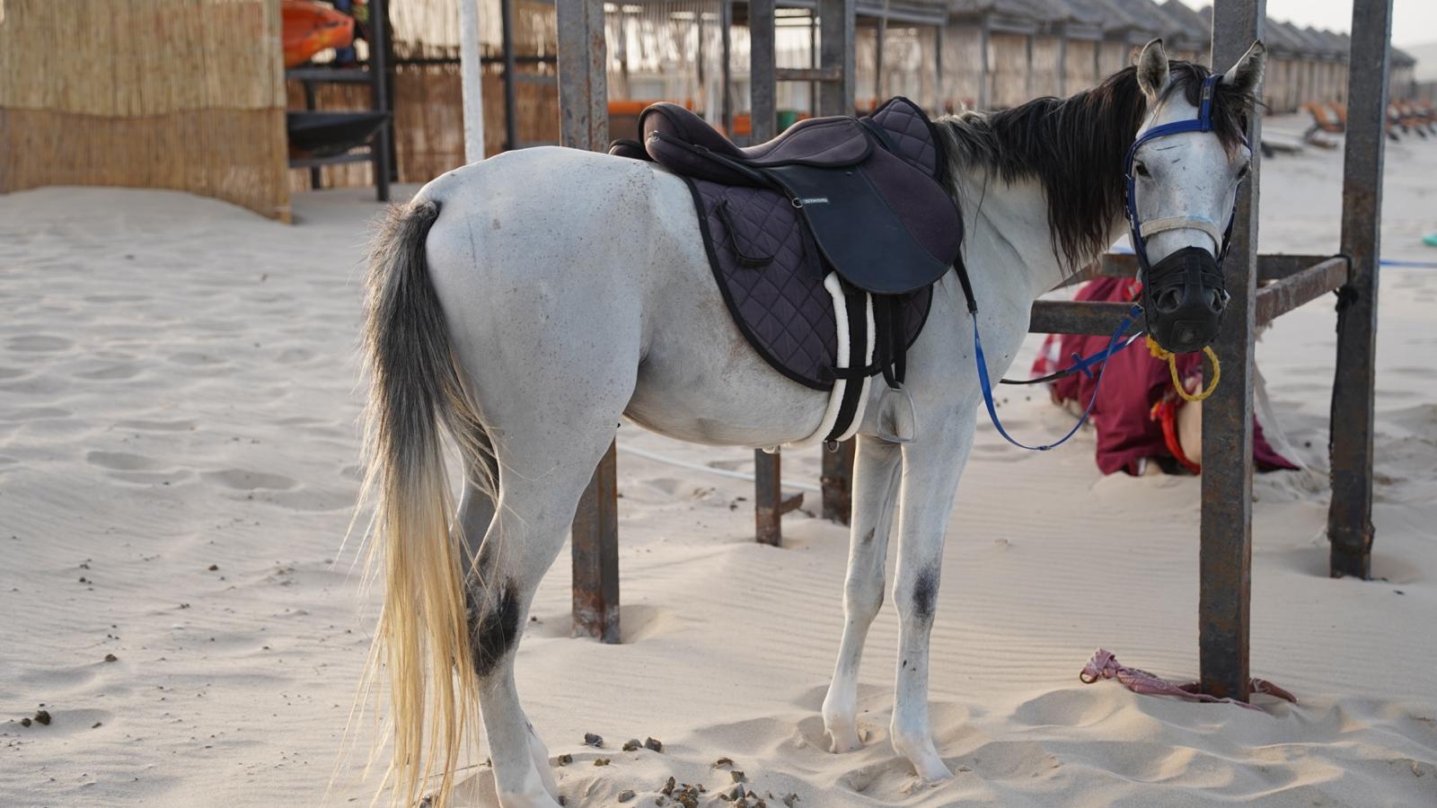 Horse