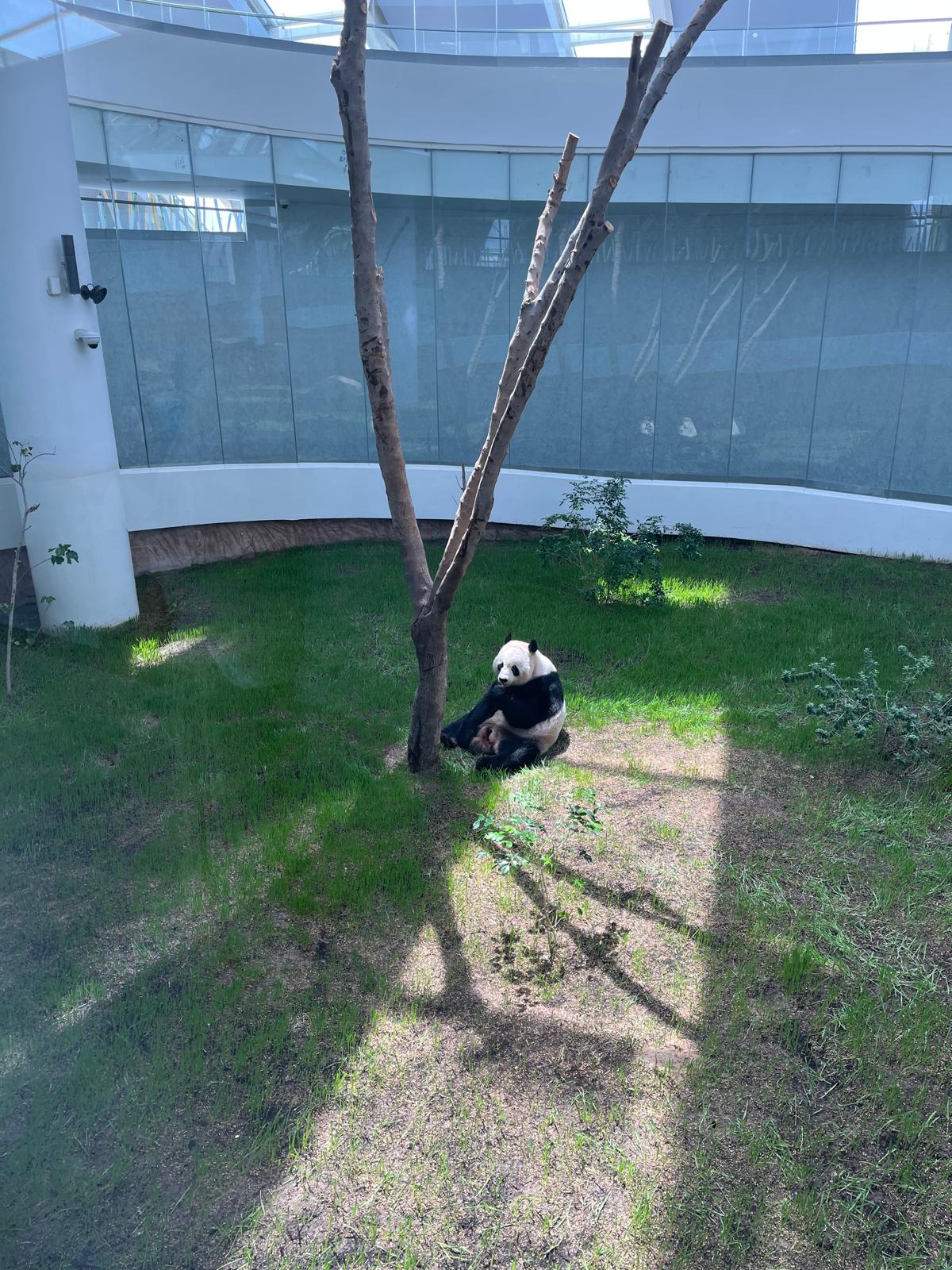 Panda Park 