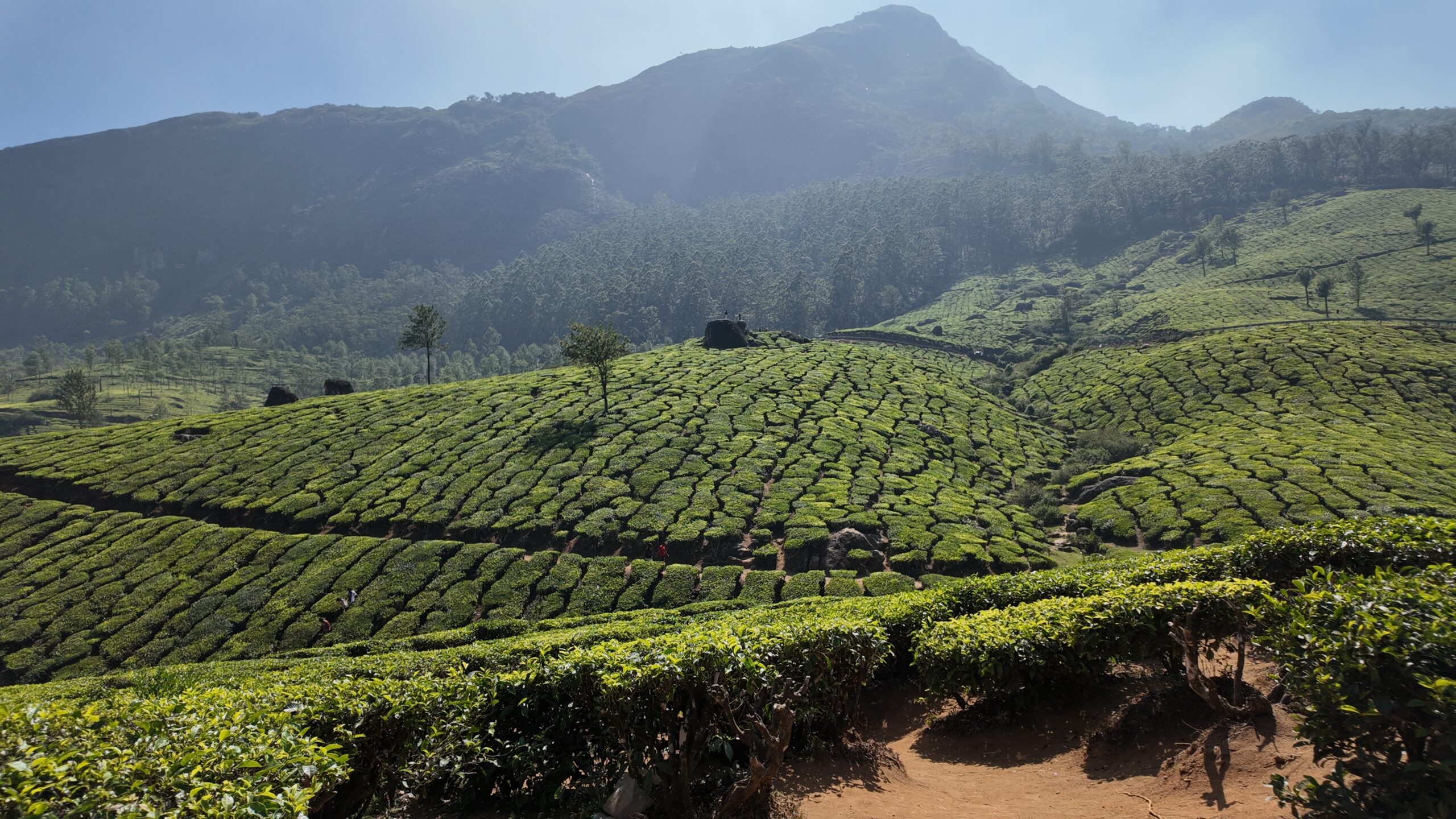 Lockhart Tea Plantation