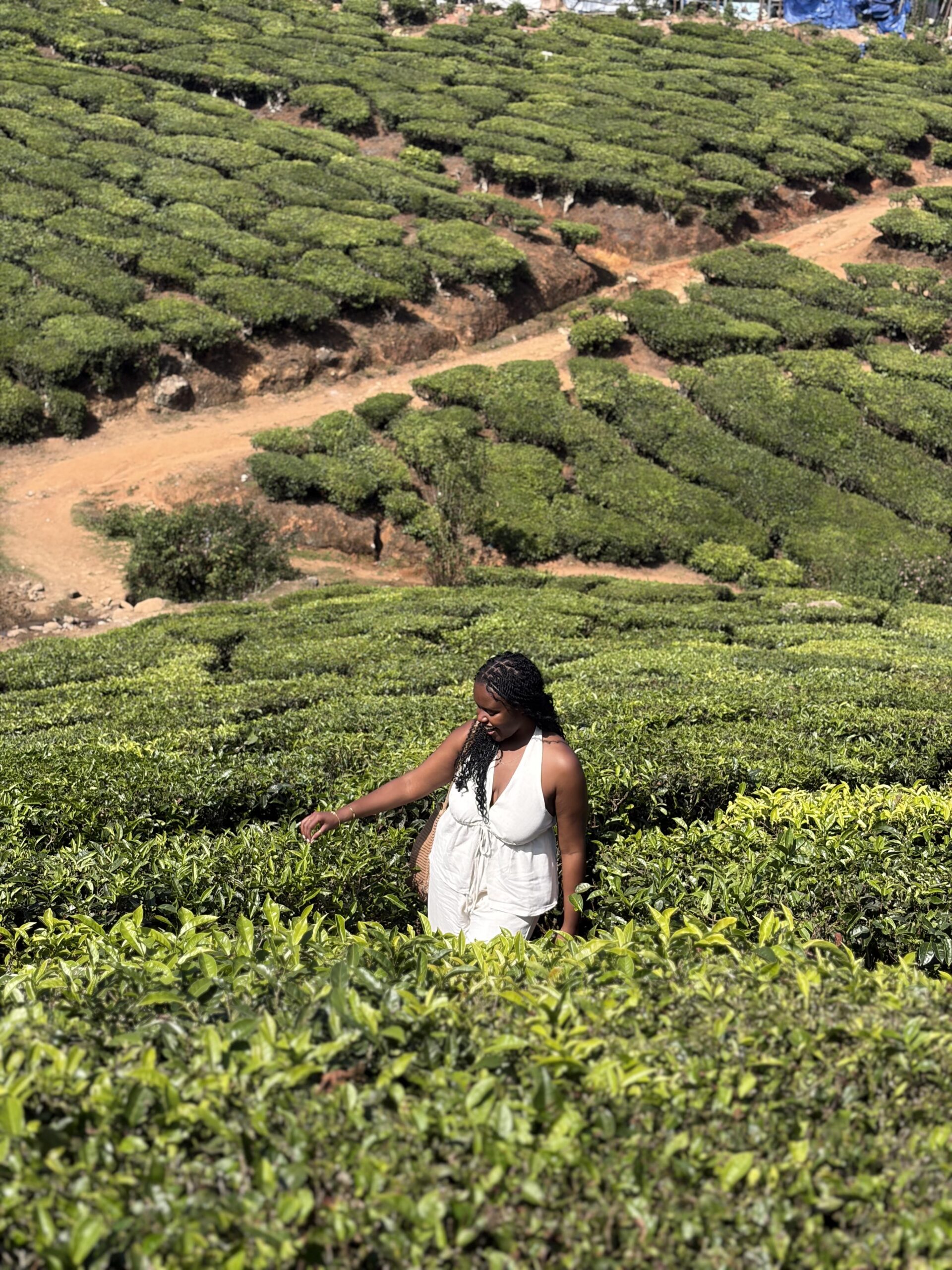 Christina and the tea fields