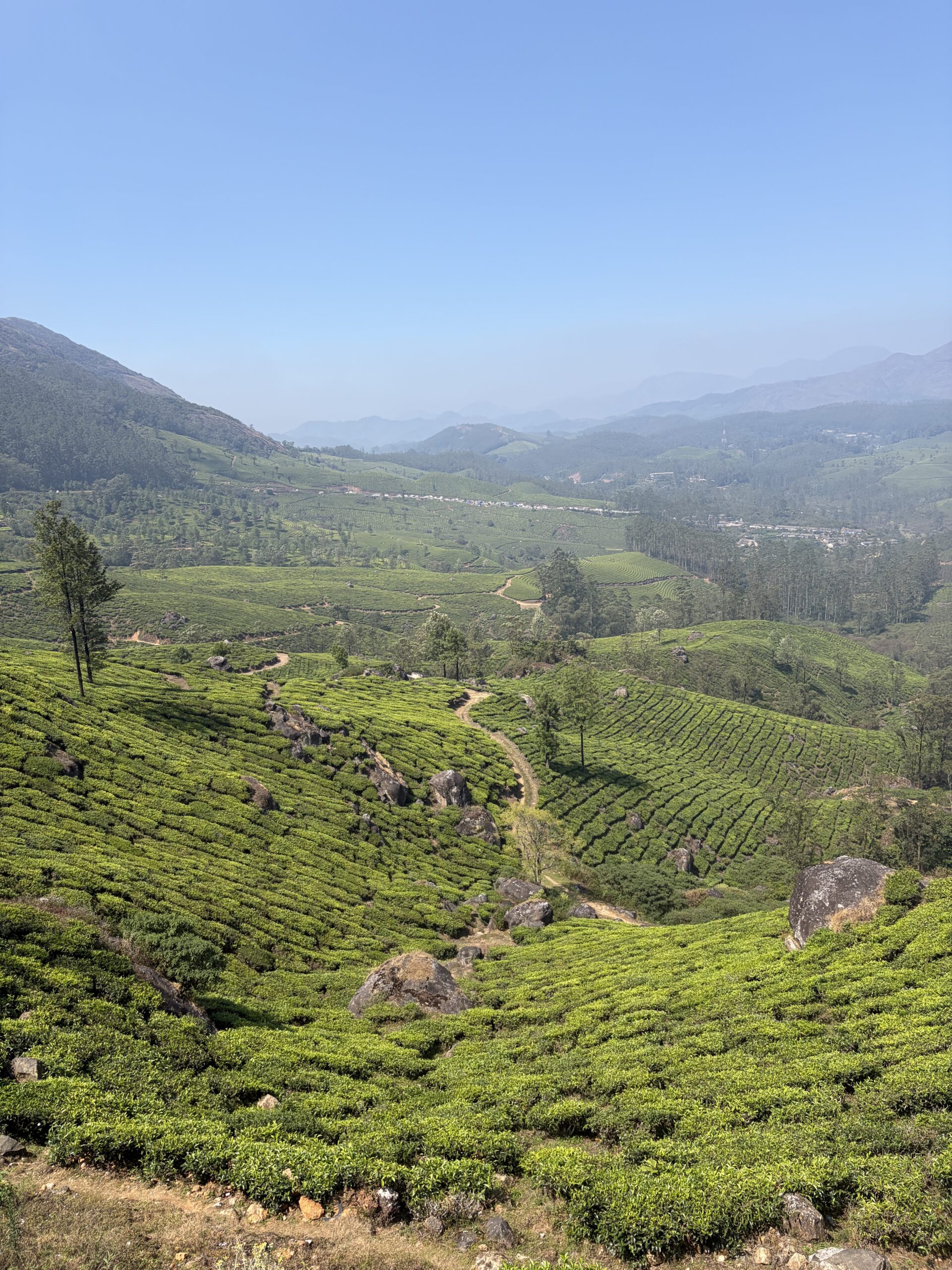 Tea Plantation Views